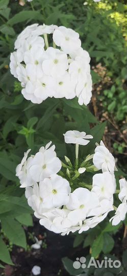 Флокс метельчатый