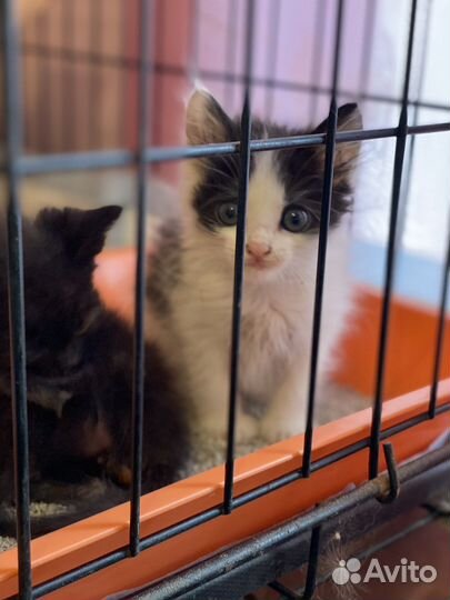 Котята в добрые руки даром