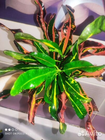 Кротон мамми