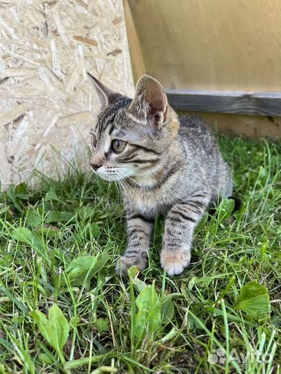 Британский котенок, девочка