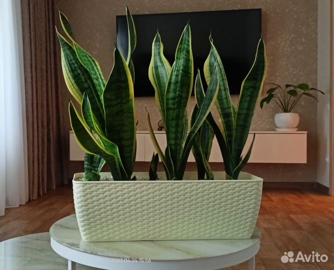 Сансевиерия