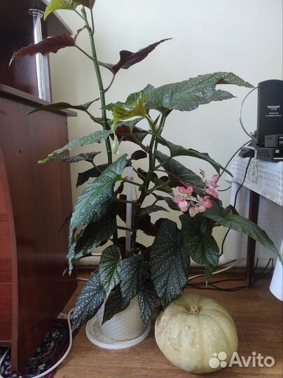 Комнатные цветы