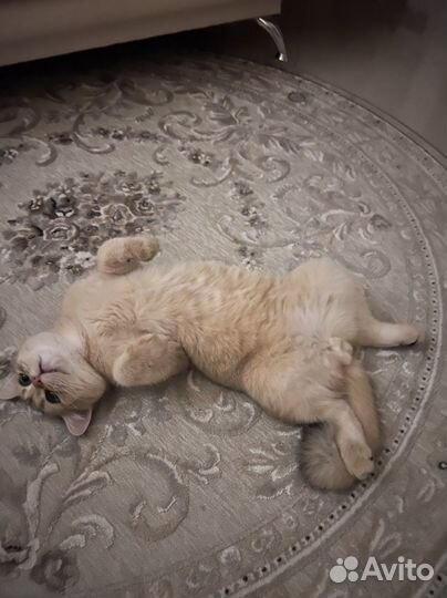Кот на случку