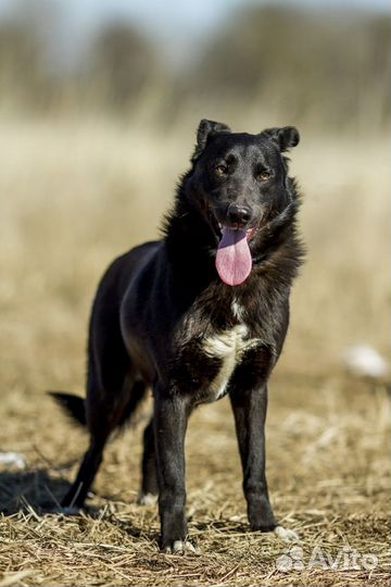 Собака-компаньон