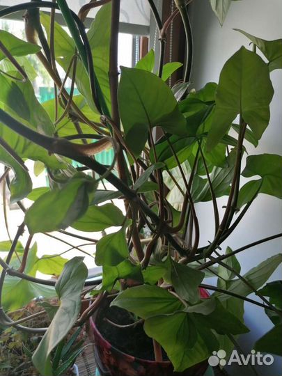 Сингониум liana