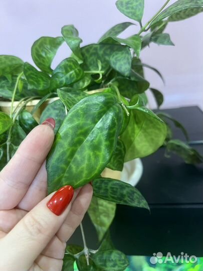 Эсхинантус мраморный marmoratus