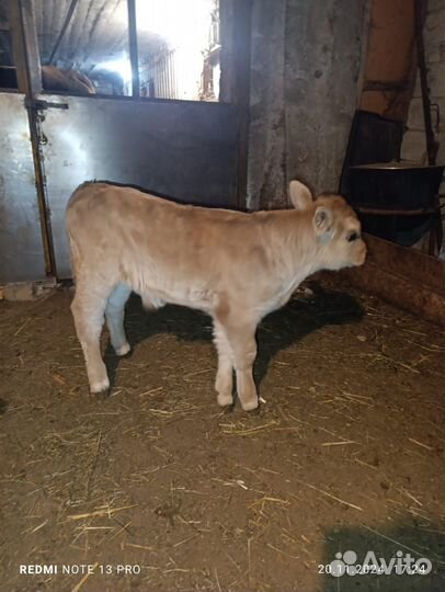 Телята бычки