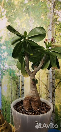 Адениум цветёт яркий, крупный цветок