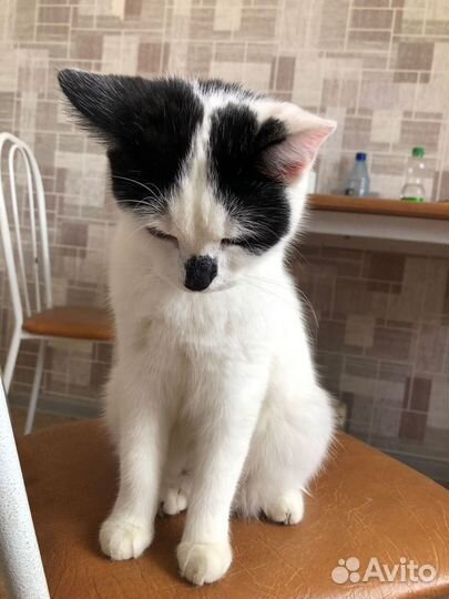 Котята в добрые руки бесплатно