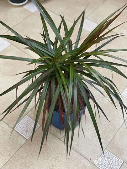 Пальма драцена