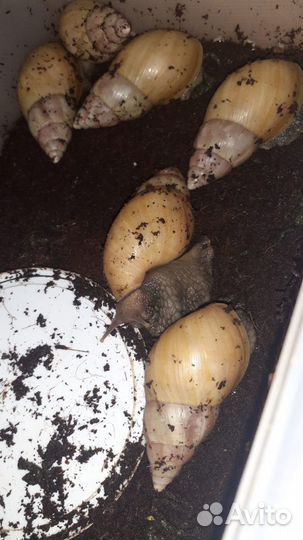 Улитки ахатины