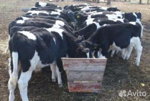 Телята бычки