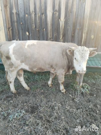 Мясо говядина