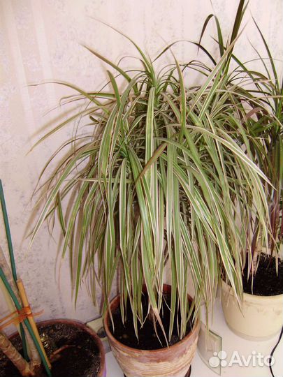 Пальма драцена