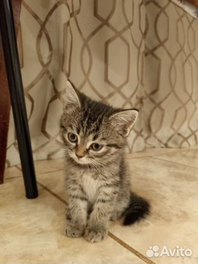 Отдам в добрые руки