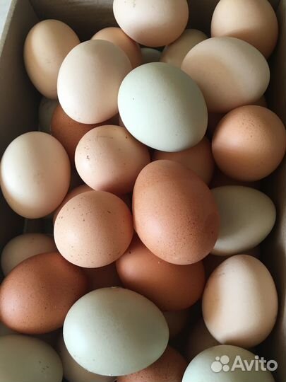 Домашние яички от породных курочек