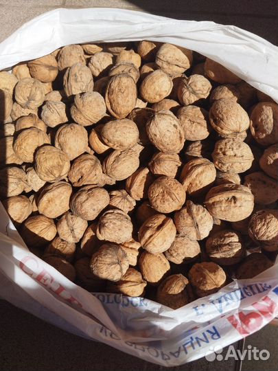 Орех грецкий