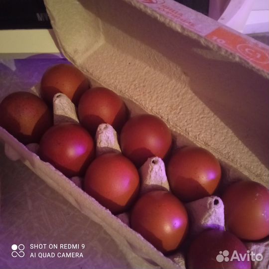 Яйца для инкубации