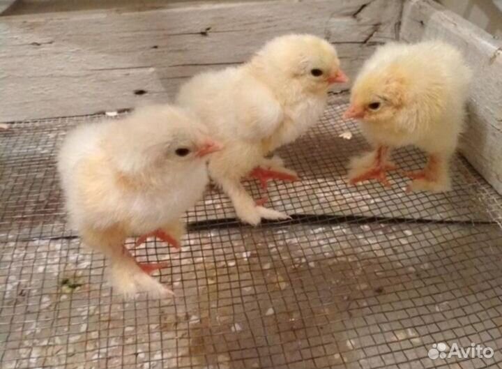 Цыплята Брама недельные и подросшие (3 нед)