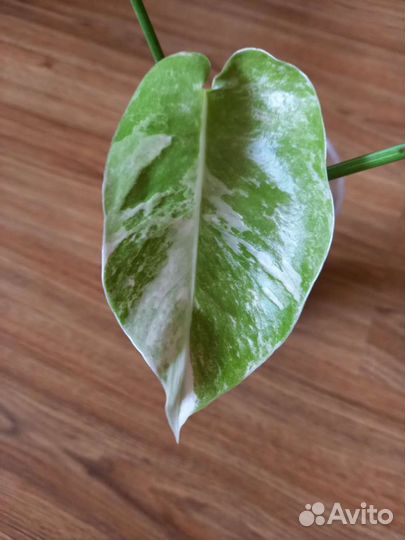 Монстера Тайское созвездие и Альба