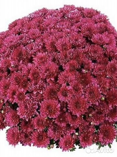 Хризантемы мультифлора и Корейские -зимующие