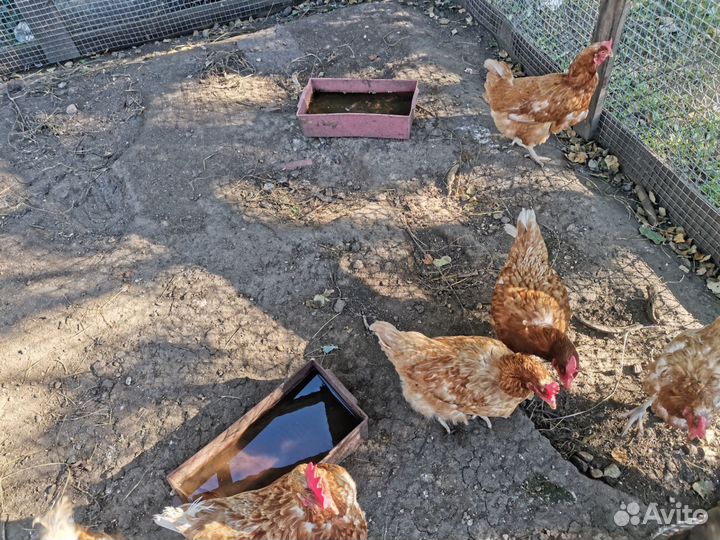 Куры несушки