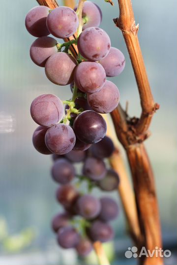 Саженцы винограда 4+1