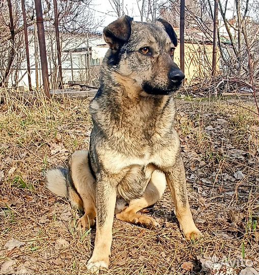 Кобель охранник в добрые руки