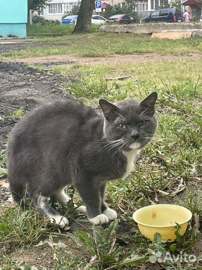 Котики бесплатно в добрые руки