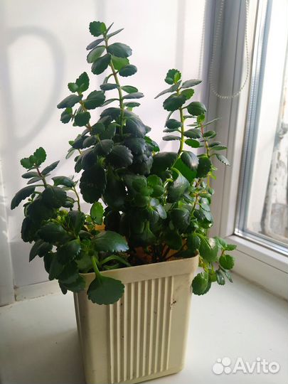 Комнатные цветы (разные)