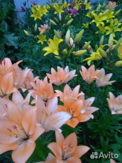 Растения садовые многолетние