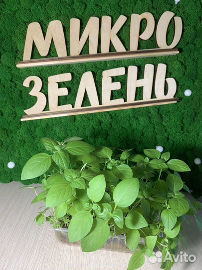 Микрозелень