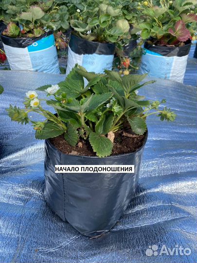 Клубника на подоконнике, рассада земляники садовой