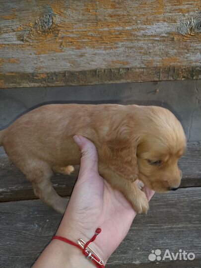 Английский кокер спаниель