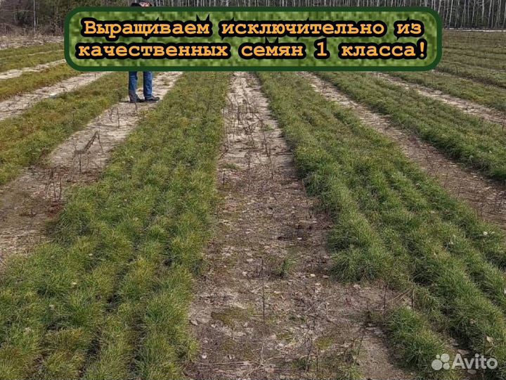 Сеянцы сосны окс и ели окс