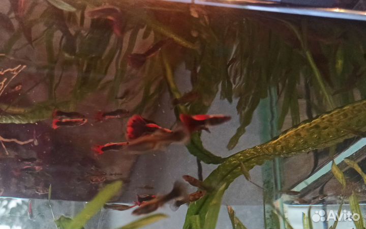 Аквариумные рыбки гуппи