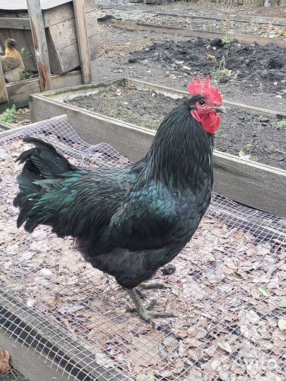 Куры петухи