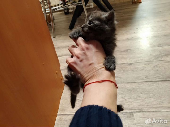 Кошка в дар бесплатно