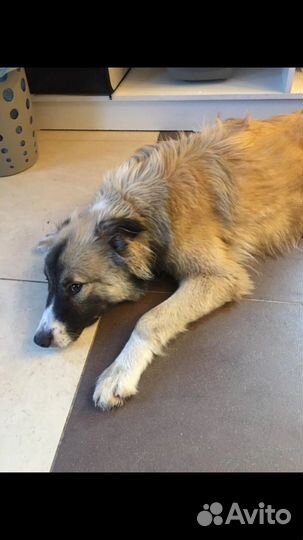 Собака в добрые руки отдам бесплатно