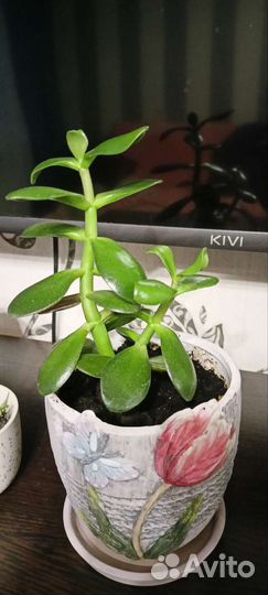 Денежное дерево в новом керамическом кашпо