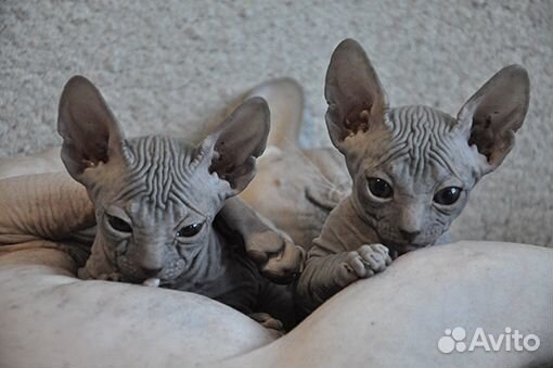 Продам котенка