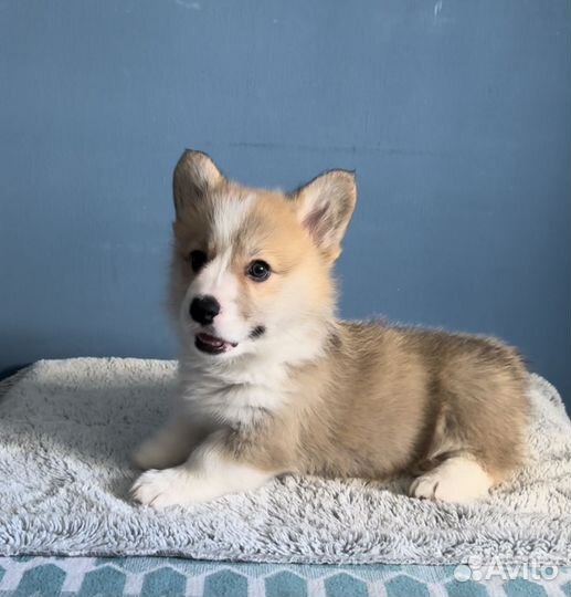 Вельш-корги пемброк