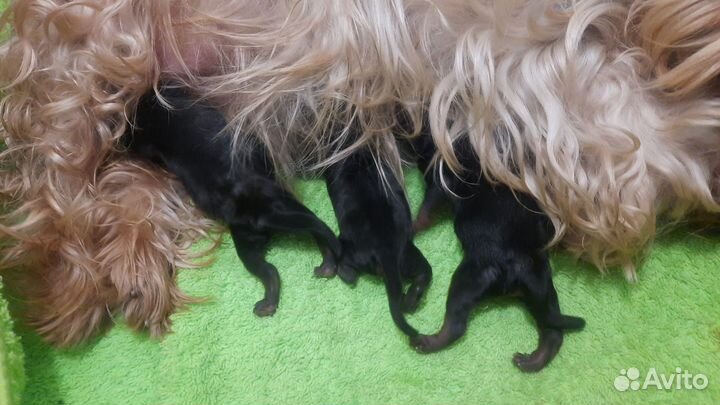 Кормящая сука