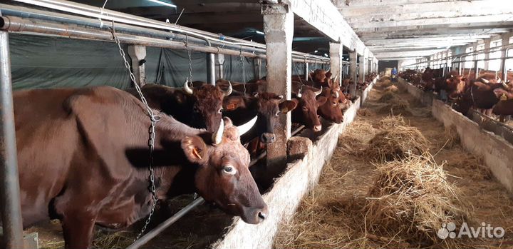 Молокопровод для доения коров