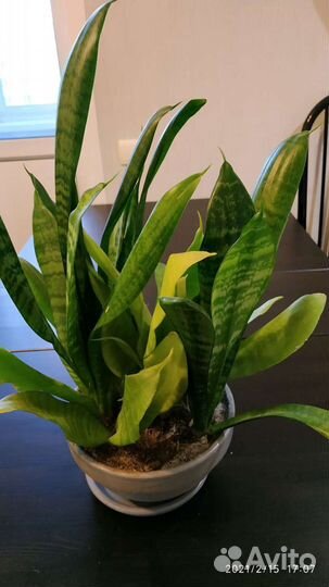 Сансевиерия