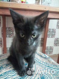 Котенок гав