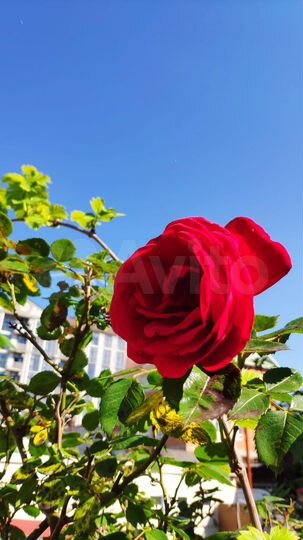 Комната 16 м², 2/2 эт.