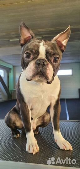 Бостон терьер. Вязка