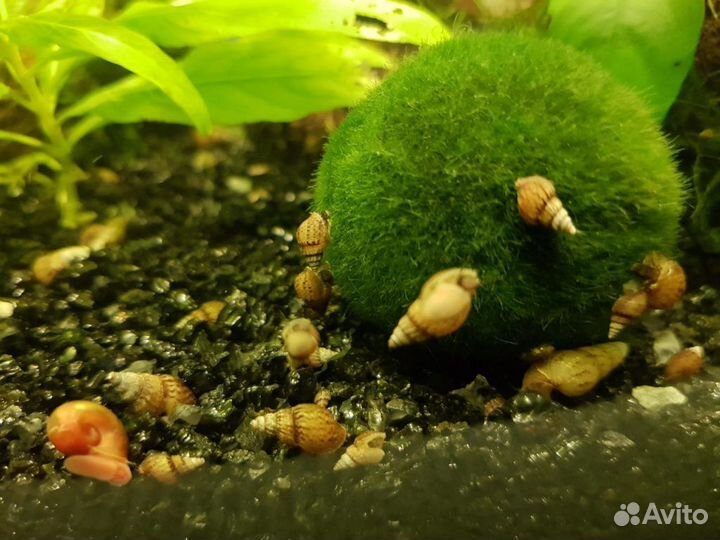 Улитка Мелания Чистильщик