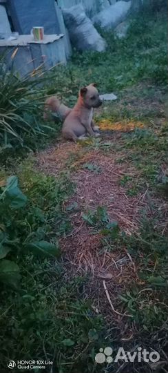 Собака в добрые руки щенок мальчик
